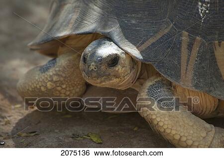 Stock Photograph - Radiated Tortoise (Geochelone Radiata), Arboretum D'antsokay, Toliara Province, Madagascar. Fotosearch