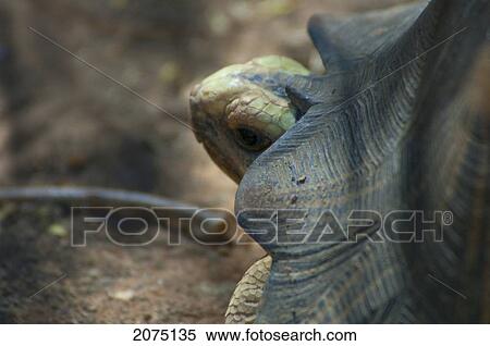 Stock Photography - Radiated Tortoise (Geochelone Radiata), Arboretum D'antsokay, Toliara Province, Madagascar. Fotosearch