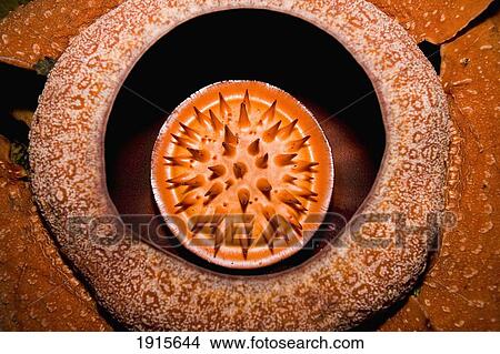 Picture - Rafflesia. Fotosearch