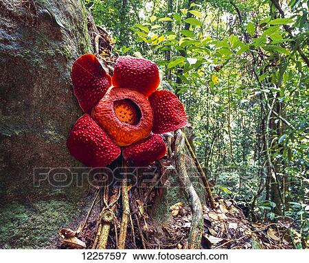Stock Photo - Rafflesia, the world's largest flower; Sarawak. Fotosearch