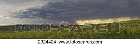 Picture - Rain from a thunderstorm falls over Grasslands National Park; Saskatchewan, Canada. Fotosearch