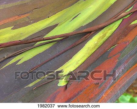 Rainbow Eucalyptus (Eucalyptus deglupta); Maui, Hawaii, United States of America View Large Photo Image Stock Photo - Rainbow Eucalyptus (Eucalyptus deglupta); Maui, Hawaii, United States of America. Fotosearch