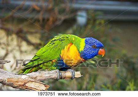 Stock Image - Rainbow Lorikeet (Trichoglossus Haematodus); Australia. Fotosearch