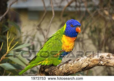 Rainbow Lorikeet (Trichoglossus Haematodus); Australia View Large Photo Image Stock Image - Rainbow Lorikeet (Trichoglossus Haematodus); Australia. Fotosearch