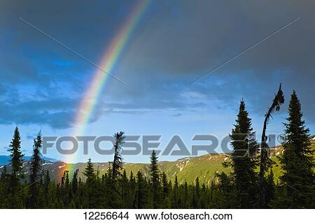 Picture - Rainbow over the boreal spruce forest along the George Parks Highway near Cantwell, Interior Alaska, Summer. Fotosearch