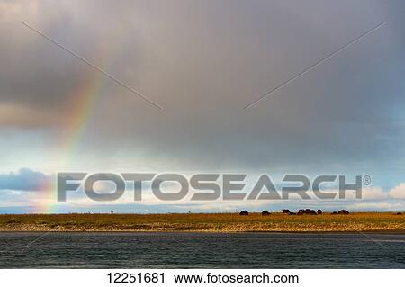 Rainbow over the muskox at the river; Deadhorse, Alaska, United States of America View Large Photo Image Stock Image - Rainbow over the muskox at the river; Deadhorse, Alaska, United States of America. Fotosearch