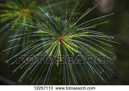 Raindrops on spruce pine needles; Bushkill, Pennsylvania, United States of America View Large Photo Image Stock Image - Raindrops on spruce pine needles; Bushkill, Pennsylvania, United States of America. Fotosearch