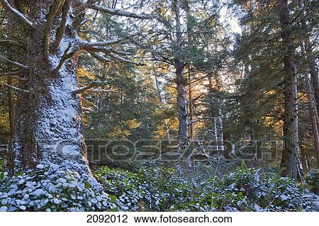 Rainforest In Pacific Rim National Park; Vancouver Island British Columbia Canada View Large Photo Image Stock Image - Rainforest In Pacific Rim National Park; Vancouver Island British Columbia Canada. Fotosearch