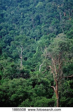 Rainforest, Sarawak View Large Photo Image Stock Photo - Rainforest, Sarawak. Fotosearch