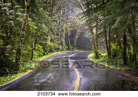 Rainy Day On A Remote Lush Green Road Near Tofino On Vancouver Island; British Columbia Canada View Large Photo Image Picture - Rainy Day On A Remote Lush Green Road Near Tofino On Vancouver Island; British Columbia Canada. Fotosearch