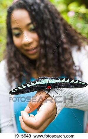 Raja Brooke Butterfly View Large Photo Image Stock Photo - Raja Brooke Butterfly. Fotosearch