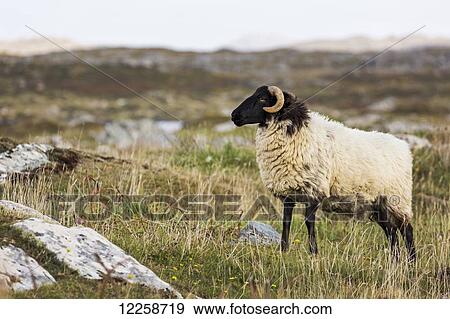 Ram sheep in a rocky grass field with mountains in the background; County Galway, Ireland View Large Photo Image Stock Photo - Ram sheep in a rocky grass field with mountains in the background; County Galway, Ireland. Fotosearch