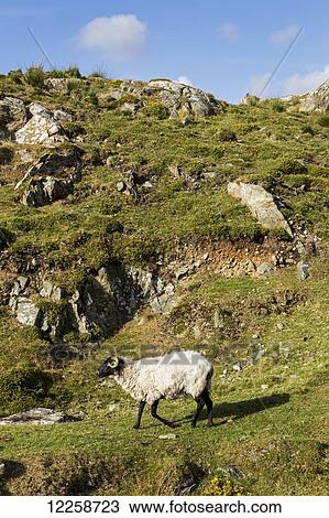 Stock Image - Ram sheep on a grassy rocky hillside with blue sky and clouds; County Galway, Ireland. Fotosearch