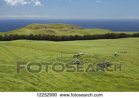 Stock Image - Ranch horses in a pasture, cinder cones at Kahua Ranch; Island of Hawaii, Hawaii, United States of America. Fotosearch