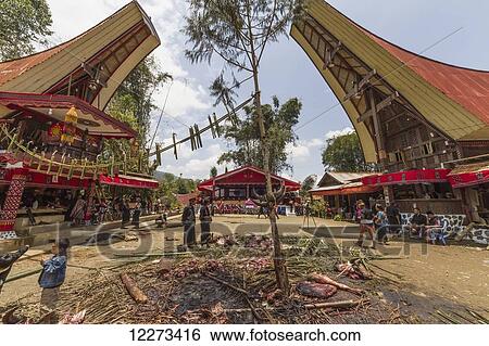Rante, the ceremonial site where the meat of slaughtered cattle will be distributed to the guests of a Torajan funeral, in Sereale, Toraja Land, South Sulawesi, Indonesia View Large Photo Image Stock Photograph - Rante, the ceremonial site where the meat of slaughtered cattle will be distributed to the guests of a Torajan funeral, in Sereale, Toraja Land, South Sulawesi, Indonesia. Fotosearch