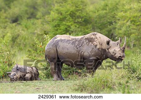 Stock Image - Rare Black Rhinoceros or Hook-lipped Rhinoceros (Diceros bicornis) just after bathing in watering hole at serengeti plains; Kenya. Fotosearch