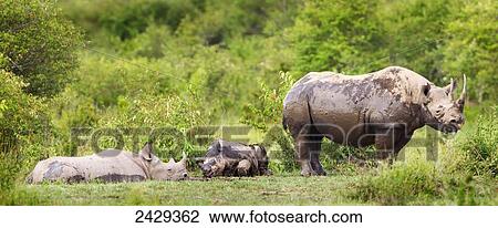 Stock Image - Rare Black Rhinoceros or Hook-lipped Rhinoceros (Diceros bicornis) just after bathing in watering hole at serengeti plains; Kenya. Fotosearch