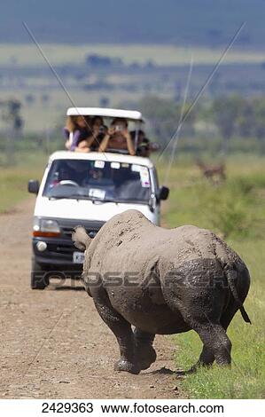 Stock Image - Rare Black Rhinoceros or Hook-lipped Rhinoceros (Diceros bicornis) posing for a van of tourists just after bathing in watering hole at serengeti plains; Kenya. Fotosearch