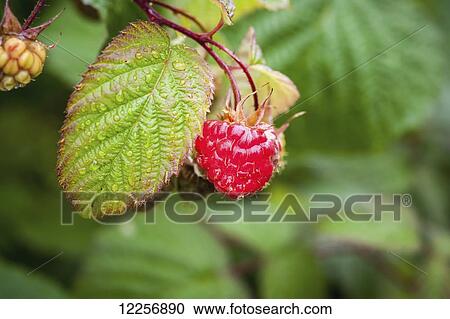Stock Image - Raspberry (Rubus idaeus) growing in the wild; Fairbanks, Alaska, United States of America. Fotosearch