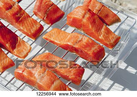 Raw Alaskan Salmon filets being prepared for smoking on grill, Palmer, Southcentral Alaska View Large Photo Image Picture - Raw Alaskan Salmon filets being prepared for smoking on grill, Palmer, Southcentral Alaska. Fotosearch
