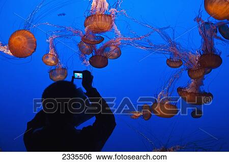 Stock Photograph - Rear View Of Person Photographing Jellyfish In Aquarium; California, Usa. Fotosearch
