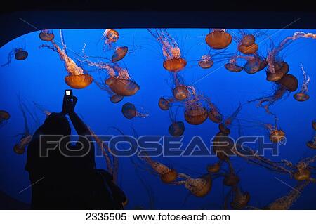 Rear View Of Person Photographing Jellyfish In Aquarium; California, Usa View Large Photo Image Stock Photography - Rear View Of Person Photographing Jellyfish In Aquarium; California, Usa. Fotosearch