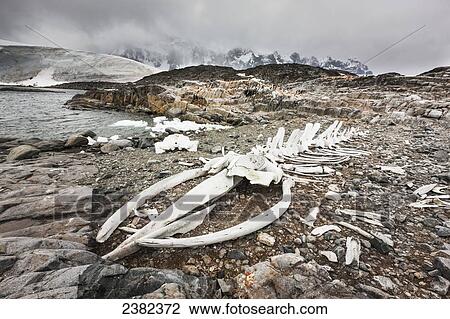 Stock Image - Rearticulated whale skeleton at Jugla Point, near Port Lockroy, Western Antarctic Peninsula; Antarctica. Fotosearch