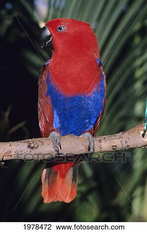 Stock Image - Red And Blue Parrot Standing On Tree Limb.. Fotosearch