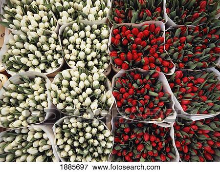 Red And White Tulips In Flower Market, Close Up View Large Photo Image Stock Photo - Red And White Tulips In Flower Market, Close Up. Fotosearch
