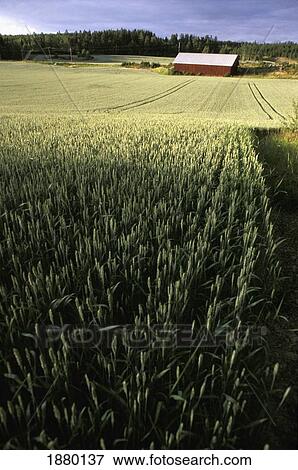 Stock Photo - Red Barn Amongst Grain Fields, High Angle View. Fotosearch