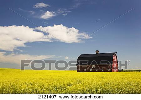 Red Barn In A Flowering Canola Field With Blue Sky And Clouds South Of High River; Alberta Canada View Large Photo Image Stock Photo - Red Barn In A Flowering Canola Field With Blue Sky And Clouds South Of High River; Alberta Canada. Fotosearch