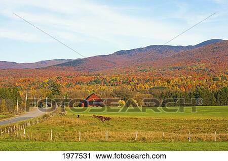 Stock Image - Red Barn In The Late Afternoon Sun In Autumn; Sutton Quebec Canada. Fotosearch