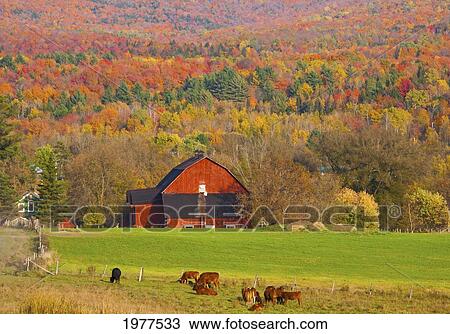 Stock Image - Red Barn Surrounded By Autumn Colours; Sutton Quebec Canada. Fotosearch