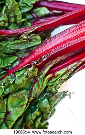 Picture - Red Chard Bunch - Swiss Chard, Close-Up.. Fotosearch
