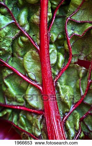 Red Chard Leaf - Swiss Chard, Close-Up. View Large Photo Image Stock Image - Red Chard Leaf - Swiss Chard, Close-Up.. Fotosearch