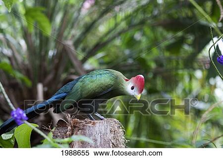 Red-Crested Turaco (Tauraco Erythrolophus), Butterfly World, Victoria, British Columbia, Canada View Large Photo Image Stock Photography - Red-Crested Turaco (Tauraco Erythrolophus), Butterfly World, Victoria, British Columbia, Canada. Fotosearch