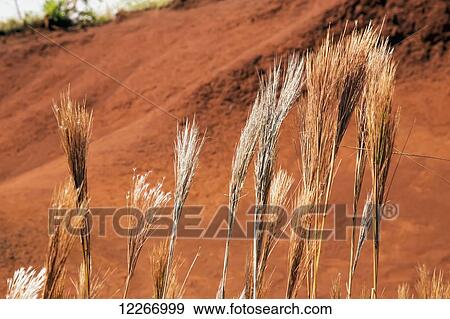 Stock Photo - Red dirt stained grass; Kalalau, Kauai, Hawaii, United States of America. Fotosearch