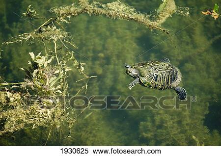 Stock Photography - Red-Eared Slider, Trachemys scripta, is a fresh water turtle ranging from 12. 5-20. 5 cm. Lost Maples State Natural Area in Bandera County Texas, USA. Fotosearch
