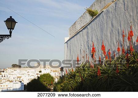 Red Flowers Blossoming In Plants Along A Wall With The Cityscape In The Background; Vejer De La Frontera Andalusia Spain View Large Photo Image Stock Photo - Red Flowers Blossoming In Plants Along A Wall With The Cityscape In The Background; Vejer De La Frontera Andalusia Spain. Fotosearch