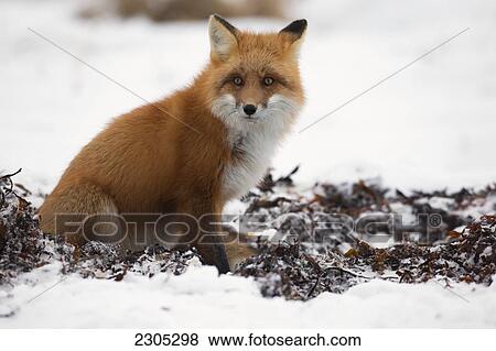 Stock Photo - Red Fox Eating Kelp Along The Shores Of Hudson's Bay; Churchill Manitoba Canada. Fotosearch