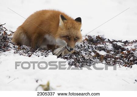 Red Fox Eating Kelp Along The Shores Of Hudson's Bay; Churchill Manitoba Canada View Large Photo Image Stock Photo - Red Fox Eating Kelp Along The Shores Of Hudson's Bay; Churchill Manitoba Canada. Fotosearch
