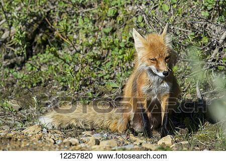 Stock Image - Red Fox in Denali National Park, Interior Alaska, Spring. Fotosearch