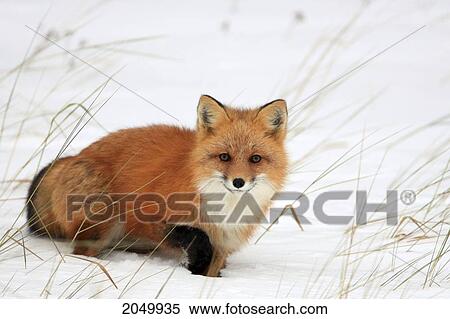 Stock Photography - Red Fox In Snow, Churchill, Manitoba. Fotosearch