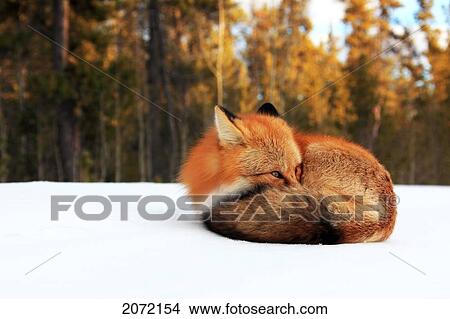 Red Fox In Snow, Yukon View Large Photo Image Picture - Red Fox In Snow, Yukon. Fotosearch