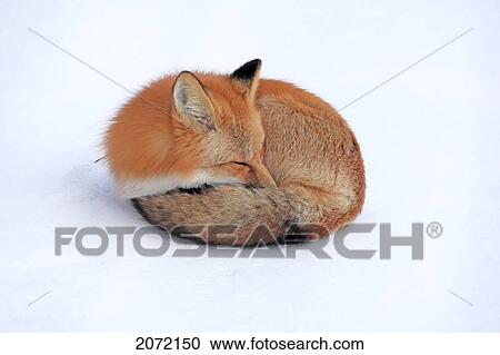Stock Image - Red Fox In Snow, Yukon. Fotosearch