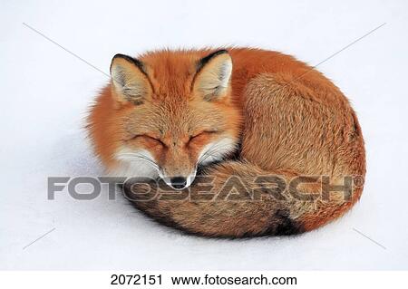 Red Fox In Snow, Yukon View Large Photo Image Stock Image - Red Fox In Snow, Yukon. Fotosearch