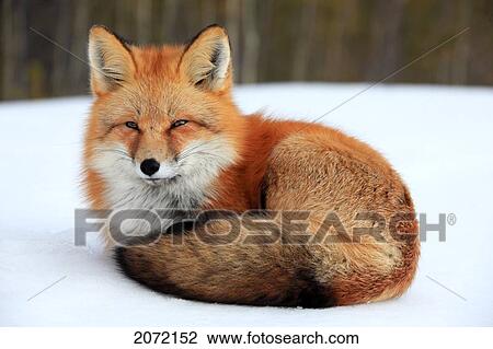 Stock Image - Red Fox In Snow, Yukon. Fotosearch