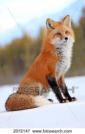 Red Fox In Snow, Yukon View Large Photo Image Stock Photo - Red Fox In Snow, Yukon. Fotosearch