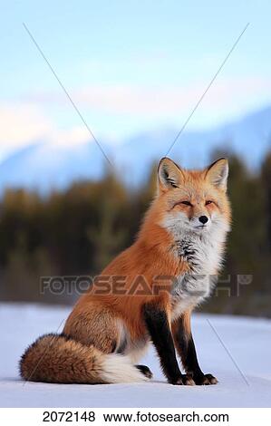 Red Fox In Snow, Yukon View Large Photo Image Stock Photo - Red Fox In Snow, Yukon. Fotosearch