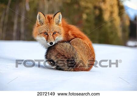 Red Fox In Snow, Yukon View Large Photo Image Stock Photo - Red Fox In Snow, Yukon. Fotosearch
